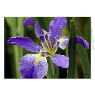 Iris, S Cyr
