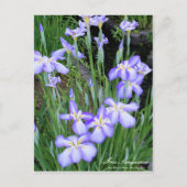 Iris sanguinea : Carte postale (Devant)