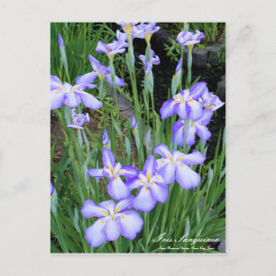 Iris sanguinea : Carte postale