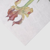 Iris Sari van William Dykes Tissuepapier (Detail)