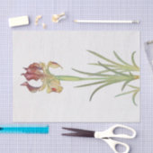 Iris Sari van William Dykes Tissuepapier (Craft)