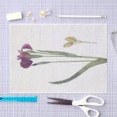 Iris Setosa van William Dykes Tissuepapier (Craft)