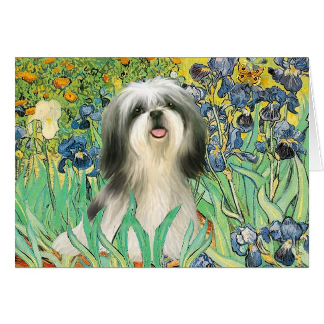 Iris - Shih Tzu (#3) (Devant horizontal)