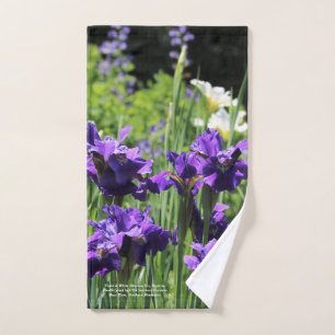 Iris sibérien violet et blanc, Baptisia