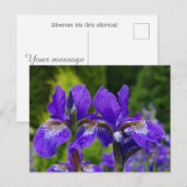 Iris sibirica bloemenfotografie briefkaart (Voorkant / Achterkant)