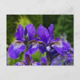 Iris sibirica bloemenfotografie briefkaart