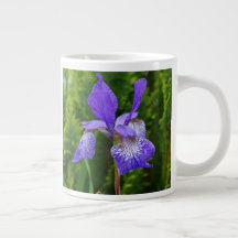 Iris sibirica bloemenfotografie 