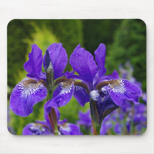 Iris sibirica bloemenfotografie muismat (Voorkant)