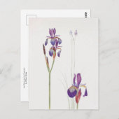 Iris Sibirica en Iris Orientalis door William Dyke Briefkaart (Voorkant / Achterkant)