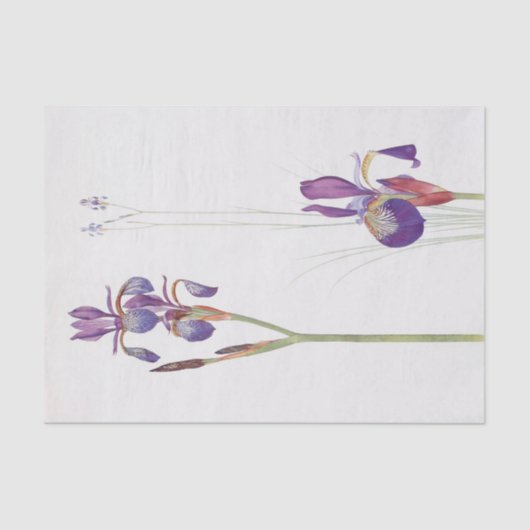 Iris Sibirica en Iris Orientalis door William Dyke Tissuepapier (Voorkant)