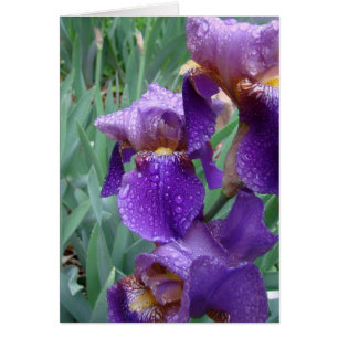Iris sous la pluie