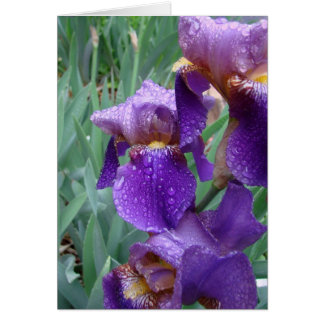 Iris sous la pluie