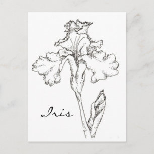 Iris Spring Flower Pen en Ink Tekening Briefkaart