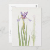 Iris Spuria (Kasjmir) van William Dykes Briefkaart (Voorkant / Achterkant)