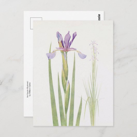 Iris Spuria (Kasjmir) van William Dykes Briefkaart (Voorkant / Achterkant)