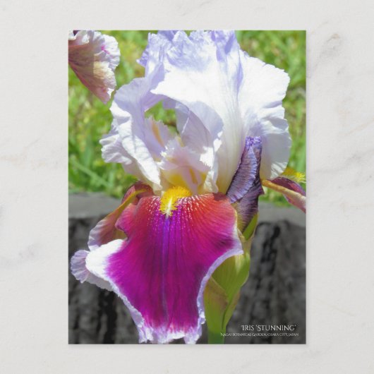 Iris "Stunning" (Briefkaart) Briefkaart (Voorkant)