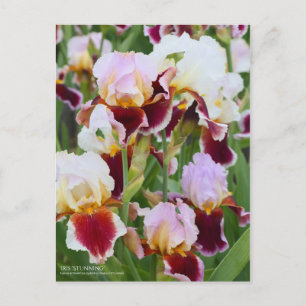Iris "Stunning" (Briefkaart) Briefkaart