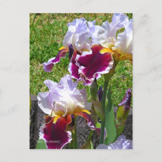 Iris ‘Stunning’ [Postcard] ポストカード Briefkaart (Voorkant)