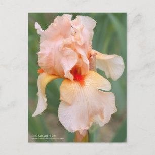 Iris "Sugar Plum" (Briefkaart) Briefkaart