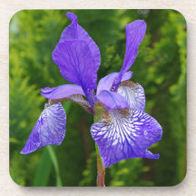 Iris sybirica bloemenfotografie