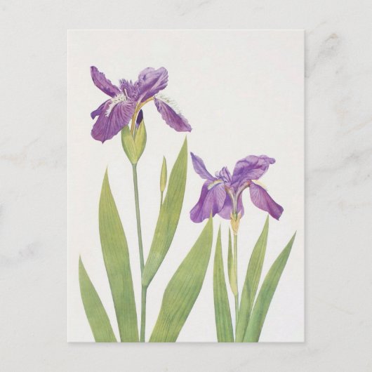 Iris Tectorum en Iris Loptec van William Dykes Briefkaart (Voorkant)