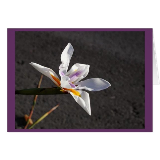 Iris unique (Devant Horizontal)