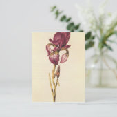 Iris, van "La Guirlande de Julie", c.1642 Briefkaart (Staand voorkant)