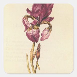 Iris, van "La Guirlande de Julie", c.1642 Vierkante Sticker
