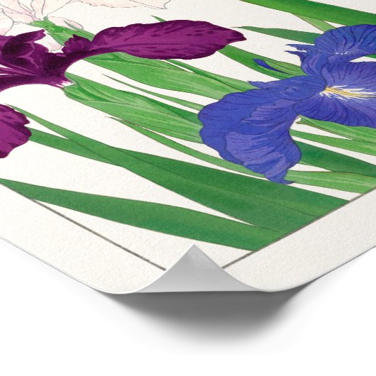 Iris van Tanigami Konan Poster (Hoek)