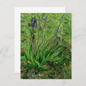 Iris van Vincent van Gogh,  Garden Flowers (Voorkant / Achterkant)