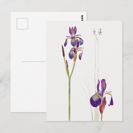  Iris-ventilator Briefkaart (Voorkant / Achterkant)