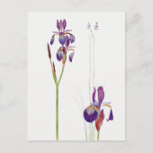  Iris-ventilator Briefkaart (Voorkant)