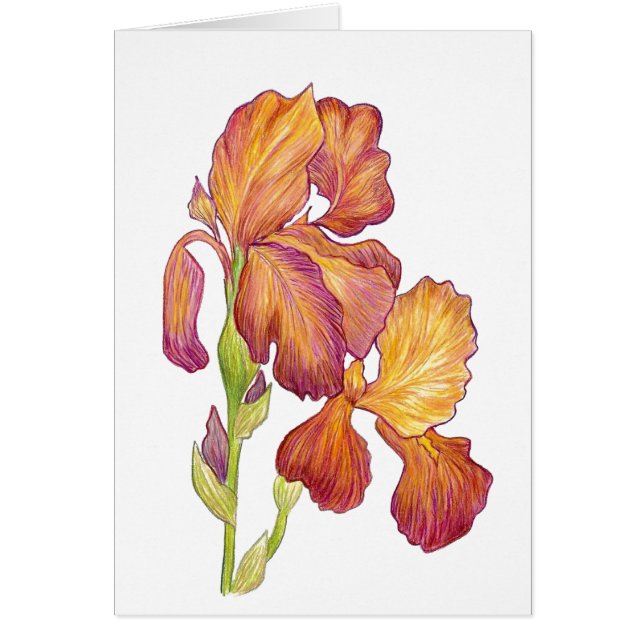 Iris vierge dans la carte (Devant)