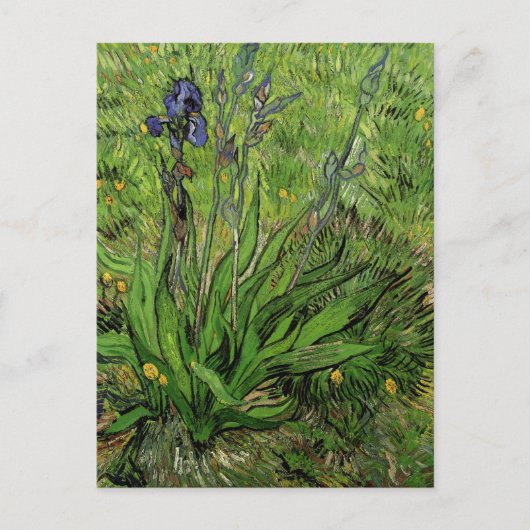 Iris, Vincent van Gogh Briefkaart (Voorkant)