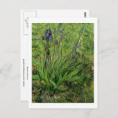 Iris, Vincent van Gogh Briefkaart (Voorkant / Achterkant)