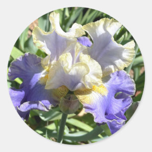 Iris violet et blanc avec Autocollants de finition