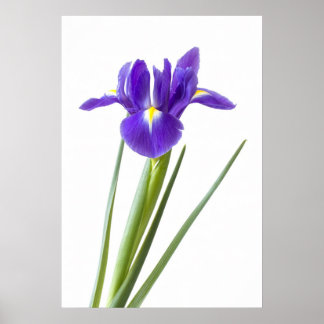 Iris violet sur affiche blanche