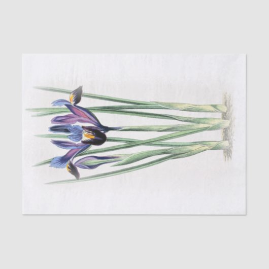 Iris  Waterverf op papier met schroefdop (Voorkant)