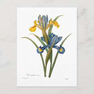 Iris xipheum briefkaart