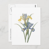 Iris Xiphium Briefkaart (Voorkant / Achterkant)