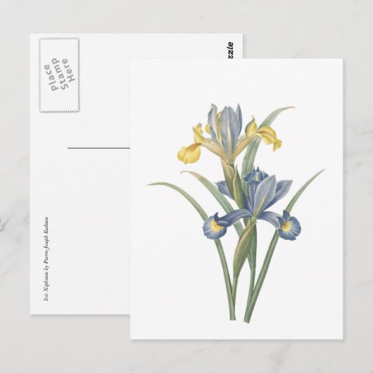 Iris Xiphium Briefkaart (Voorkant / Achterkant)