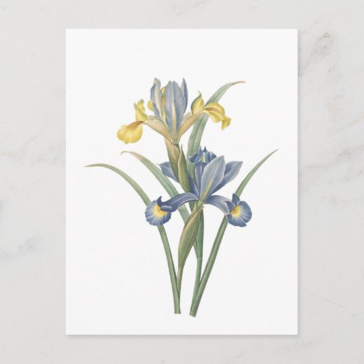Iris Xiphium Briefkaart (Voorkant)