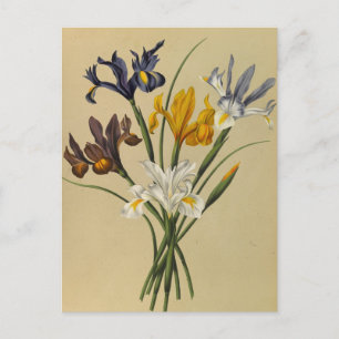 Iris Xiphium (Iris Hispanica) van Arentina Arendse Briefkaart