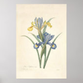 Iris Xiphium Poster (Voorkant)