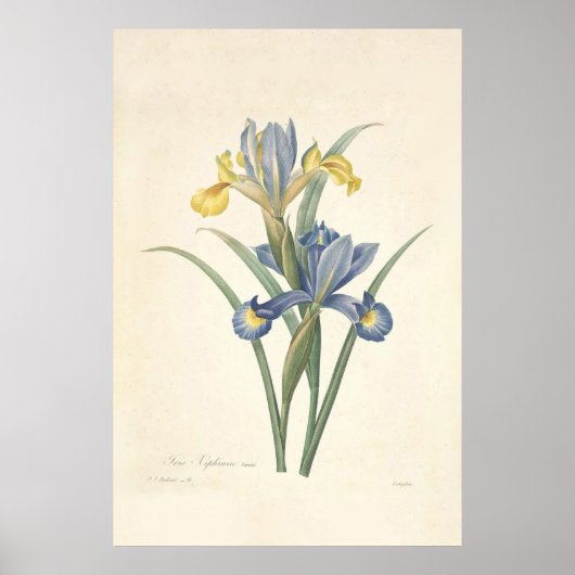 Iris Xiphium Poster (Voorkant)