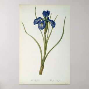 Iris Xyphioides, van Les Liliacees, 1808 Poster