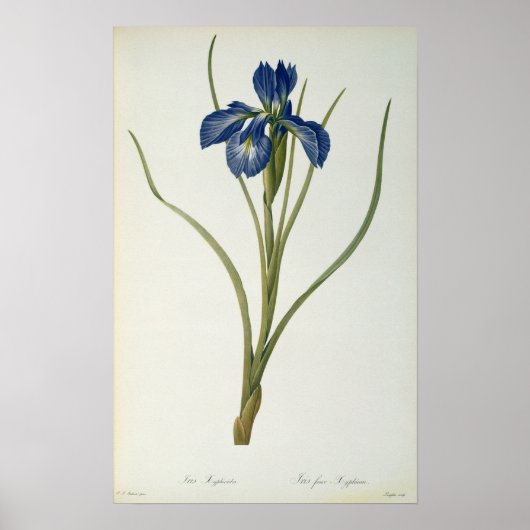 Iris Xyphioides, van Les Liliacees, 1808 Poster (Voorkant)
