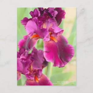 Iris "zigeunerRomance":Briefkaart Briefkaart