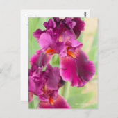 Iris "zigeunerRomance":Briefkaart Briefkaart (Voorkant / Achterkant)