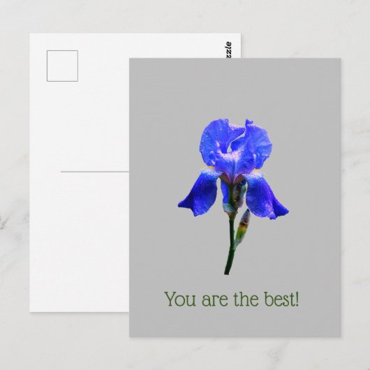 Irisbloem Briefkaart (Voorkant / Achterkant)